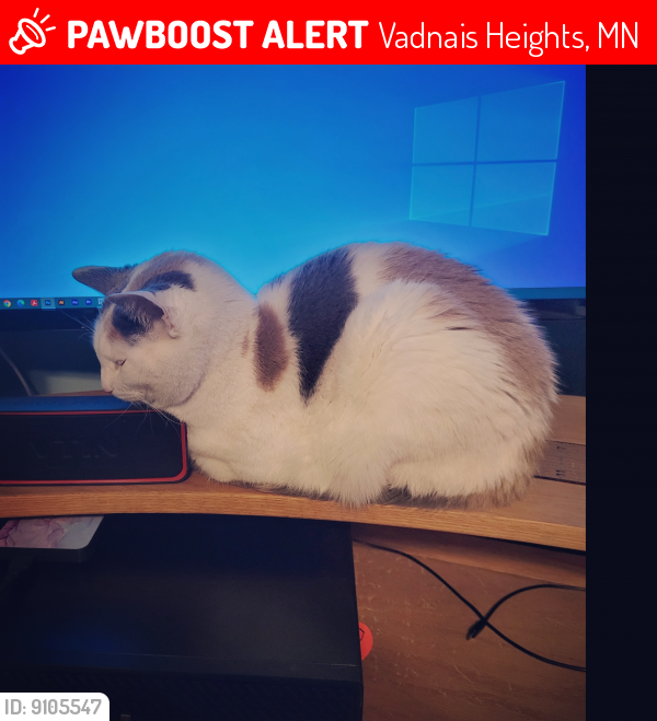 Lost Female Cat last seen Morningside & Willow Grove, Vadnais Heights, MN 55127