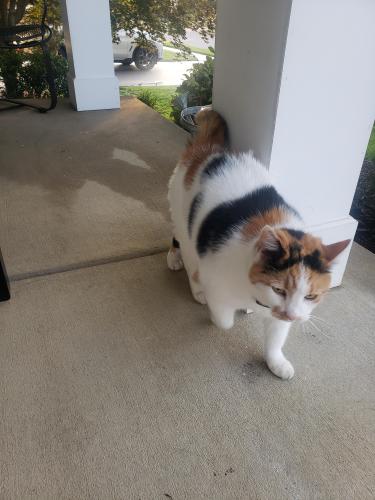 Found/Stray Female Cat last seen Braemar off Sudley Manor, Bristow, VA 20136