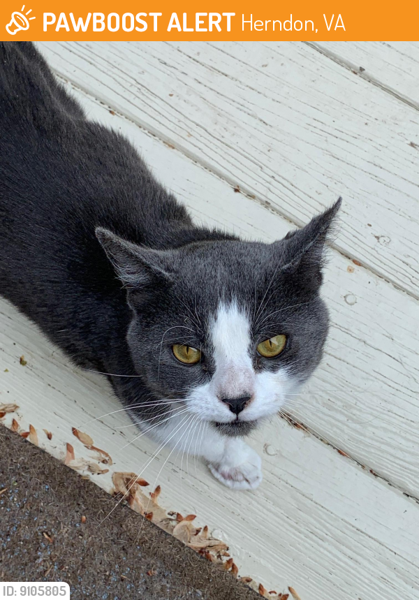 Rehomed Male Cat last seen Dranesville Elementary School, Herndon, VA 20170