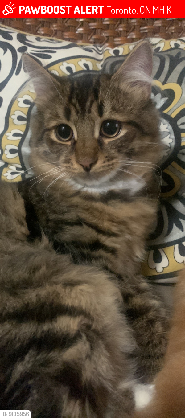 Lost Male Cat last seen LANSDOWNE Ave  and Dupont st, Toronto, ON M6H 4K3