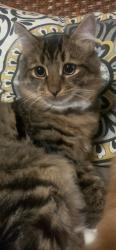 Lost Male Cat last seen LANSDOWNE Ave  and Dupont st, Toronto, ON M6H 4K3