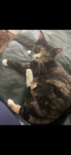 Lost Female Cat last seen Prince Drive at 166th St, South Holland, IL 60473