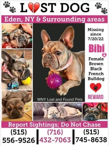Lost Female Dog last seen Clarksburg and also the 219 heading toward Boston, Eden, NY 14057