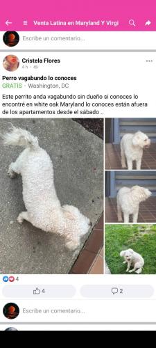 Lost Male Dog last seen Near , White Oak, MD 20904