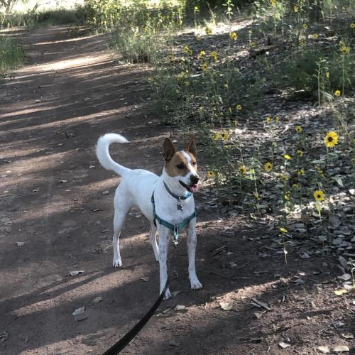 Lost Female Dog last seen Westbound Lomas near railroad tracks, Albuquerque, NM 87102
