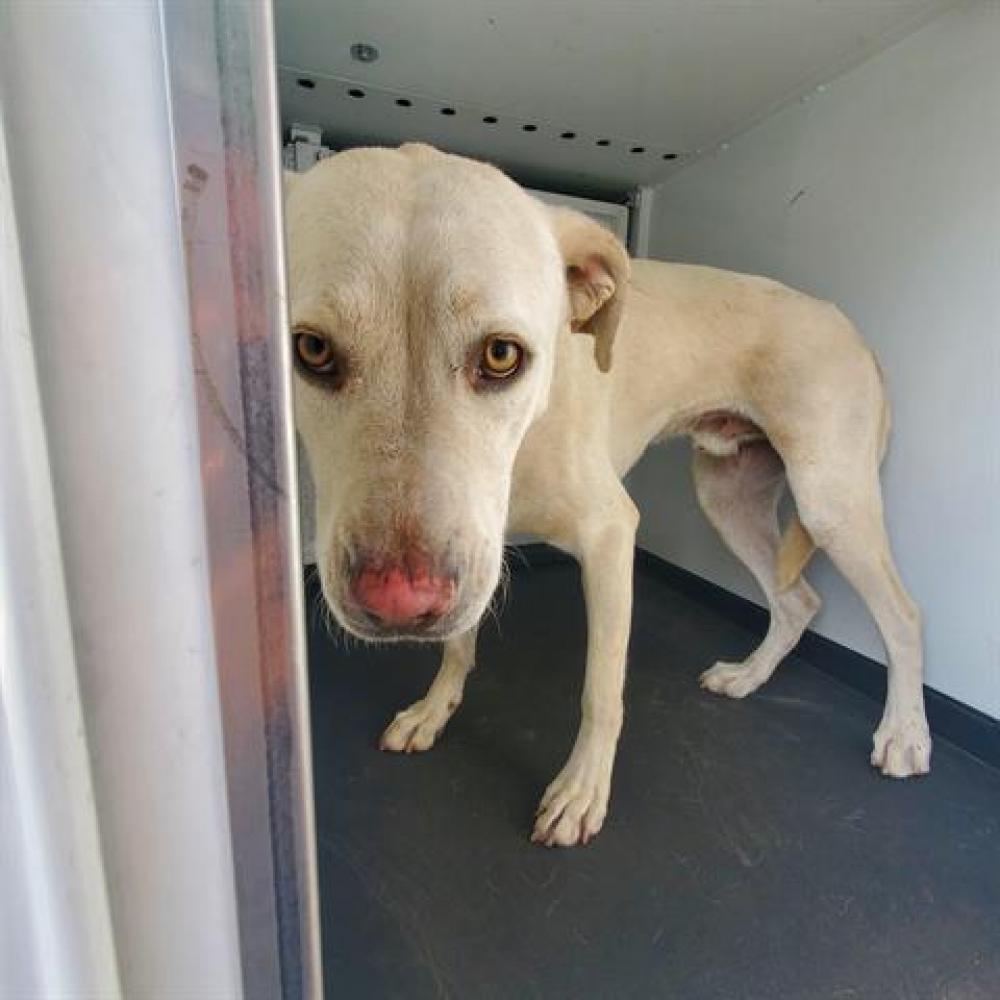 Shelter Stray Male Dog last seen Near BLK WATSS DR, BAKERSFIELD CA, Bakersfield, CA 93307