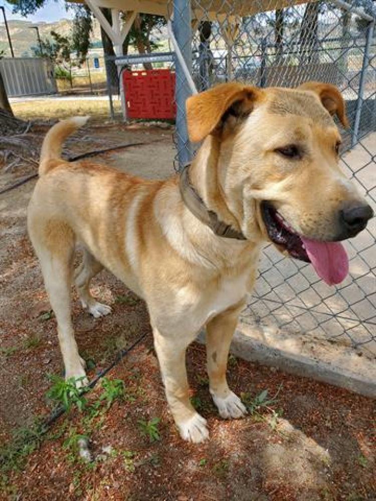 Shelter Stray Male Dog last seen , Castaic, CA 91384