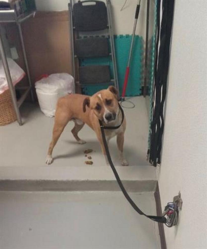 Shelter Stray Male Dog last seen UNIVERSITY AVE, BAKERSFIELD, Bakersfield, CA 93307