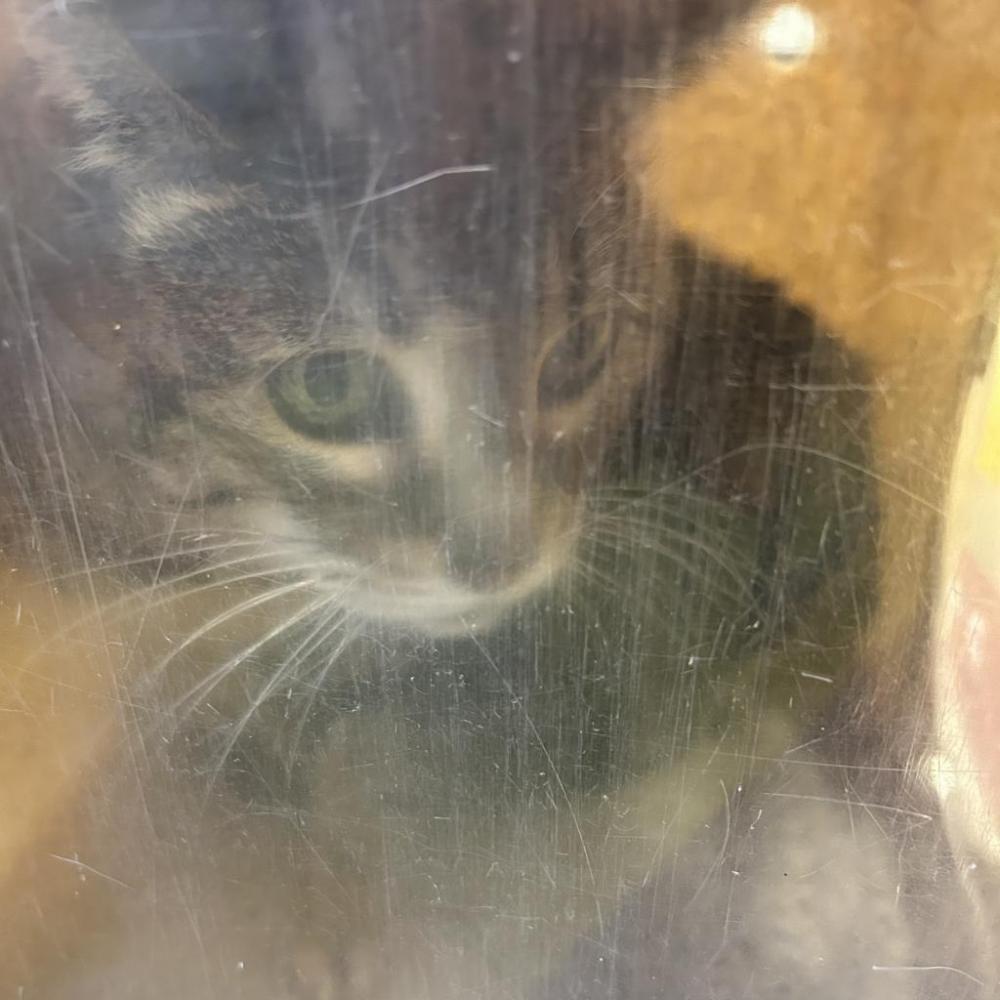 Shelter Stray Female Cat last seen , Philadelphia, PA 19140