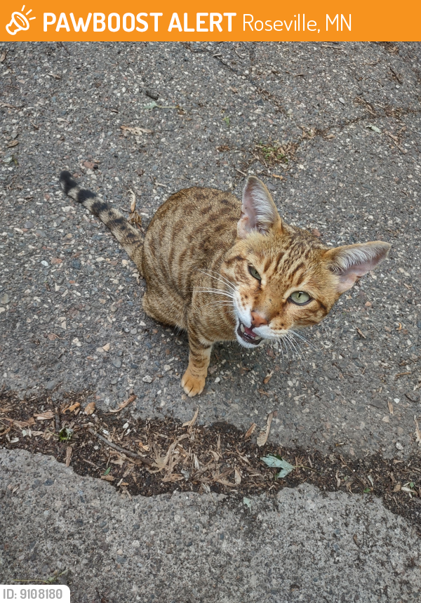 Found/Stray Male Cat last seen Lovell and western........ Neighbor asked if was ours. They had all winter. I recognized him from last fall, Roseville, MN 55113