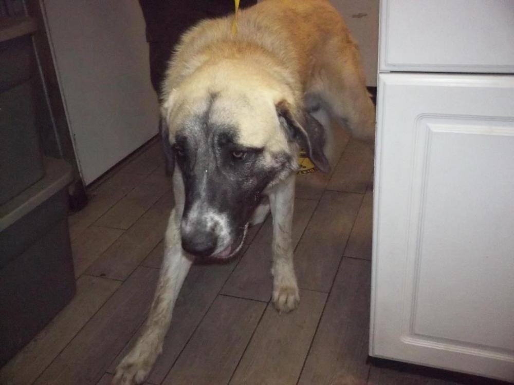 Shelter Stray Male Dog last seen Near BLOCK DRUMMOND BLVD, RIDGECREST CA 93555, Lake Isabella, CA 93240