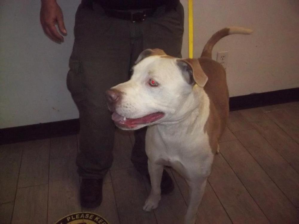 Shelter Stray Male Dog last seen Near 178 HWY, WELDON CA 93283, Lake Isabella, CA 93240
