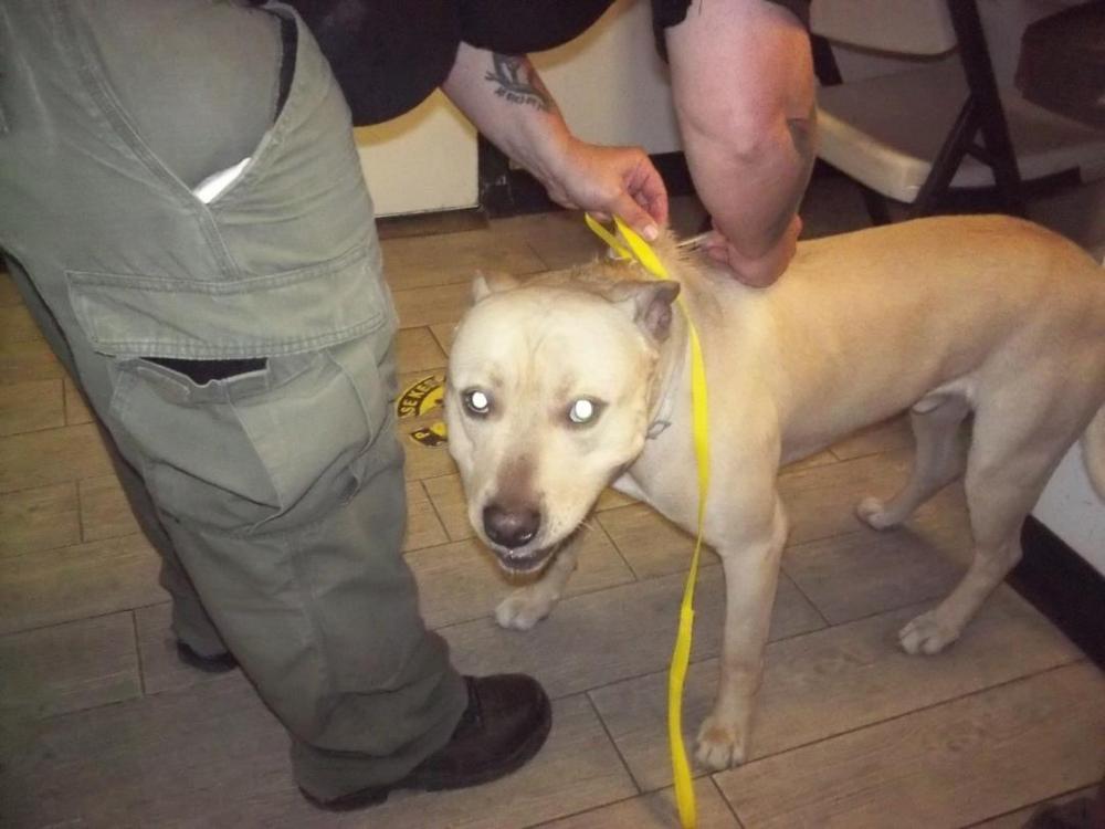 Shelter Stray Male Dog last seen BROWNS COVE KERNVILLE CA 93238, Lake Isabella, CA 93240