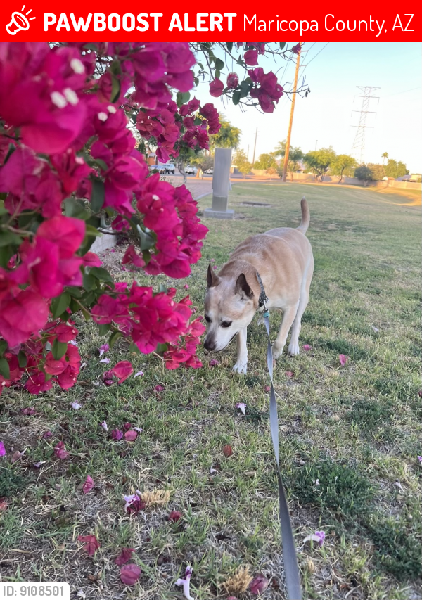 Maricopa County, AZ Lost Male Dog, Harley Is Missing | PawBoost