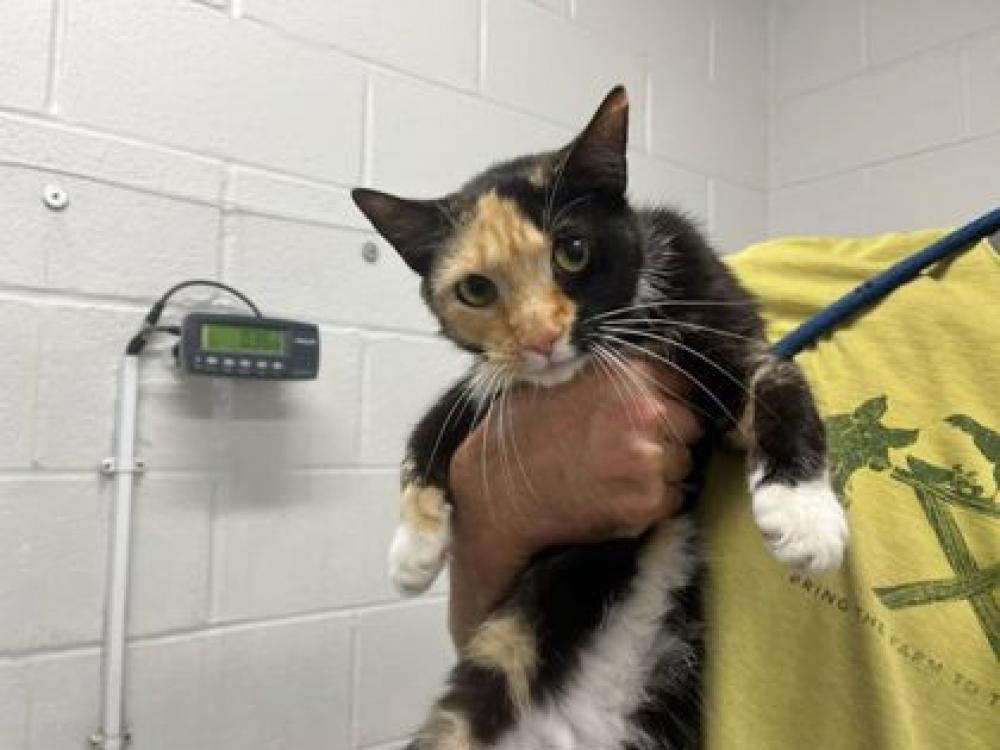 Shelter Stray Female Cat last seen Near Park Ave, 21217, MD, Baltimore, MD 21230