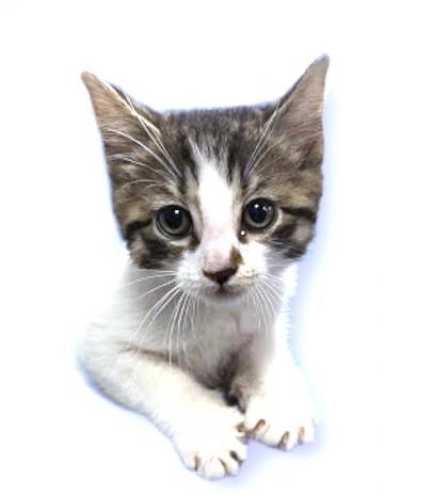 Shelter Stray Female Cat last seen Near 53rd St SE WDC 20019, NW, DC, Washington, DC 20011