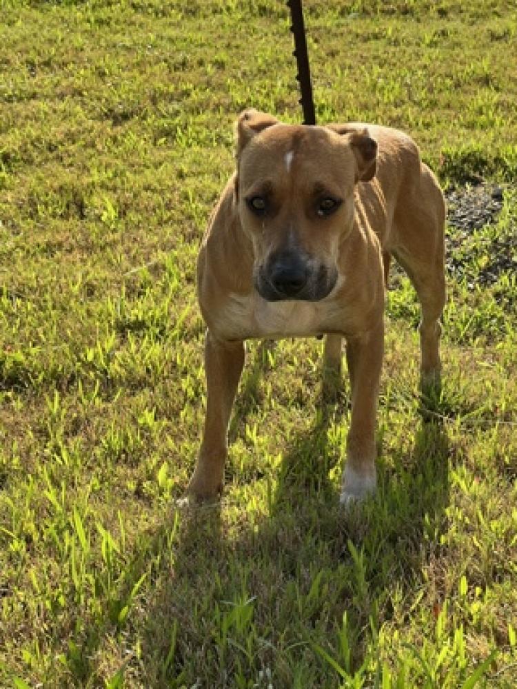 Shelter Stray Female Dog last seen San Antonio, TX , San Antonio, TX 78229