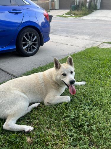 Found/Stray Female Dog last seen Garrow Street & Hutchson Street, Houston, TX 77003