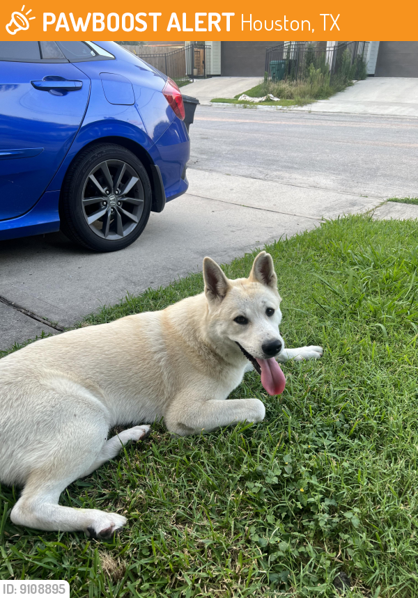 Found/Stray Female Dog last seen Garrow Street & Hutchson Street, Houston, TX 77003