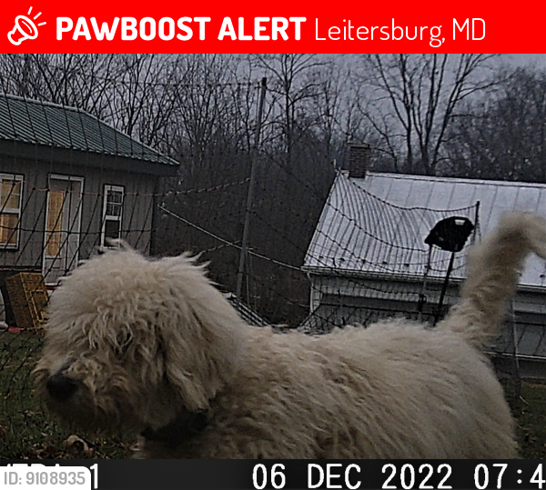 Lost Male Dog last seen Maugansville MD, Leitersburg, MD 21742