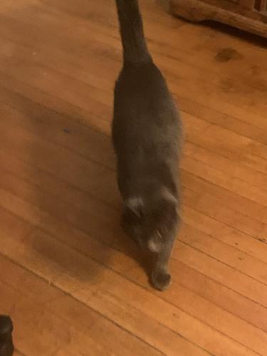 Found/Stray Male Cat last seen Post office, Minneapolis, MN 55411
