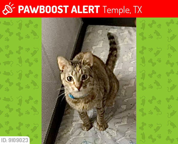 Lost Female Cat last seen West Walker and N 3rd Street, Temple, TX 76501