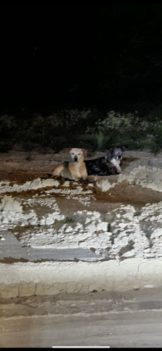 Found/Stray Female Dog last seen Potranco , San Antonio, TX 78253