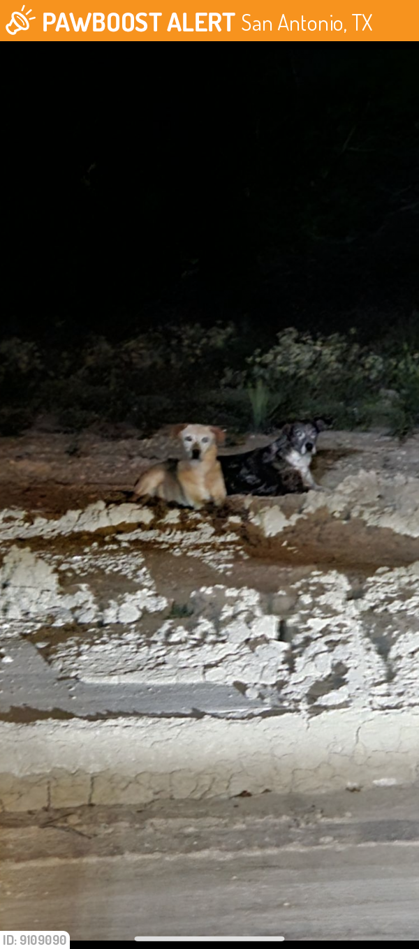 Found/Stray Female Dog last seen Potranco , San Antonio, TX 78253