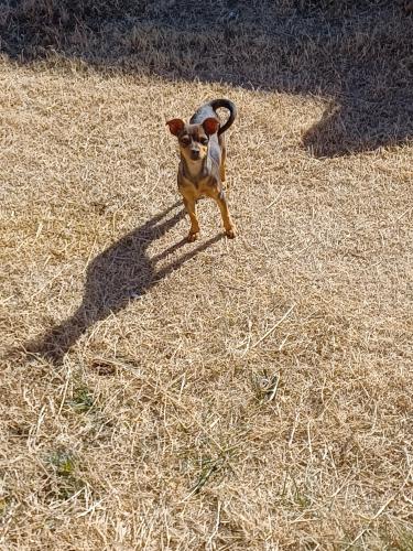 Lost Female Dog last seen Fairview Heights cemetery , Albuquerque, NM 87106