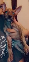 Lost Male Dog last seen 46th North Peoria Tulsa Oklahoma , Tulsa, OK 74126