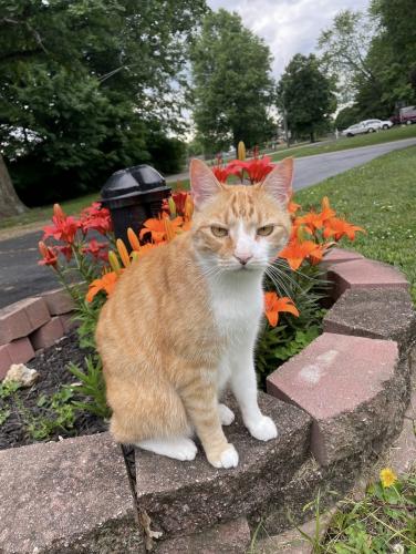 Lost Male Cat last seen Helena Avenue by Maple Grove Church, Indianapolis, IN 46237