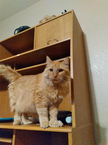Lost Male Cat last seen Northern Meadows, Rio Rancho, NM 87144