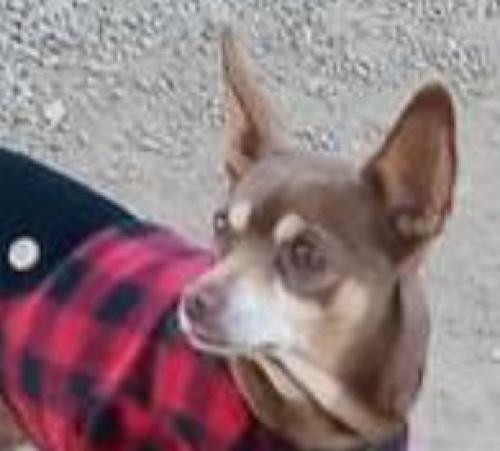 Lost Male Dog last seen Worthington rd and 111 Imperial ca , Imperial County, CA 92251