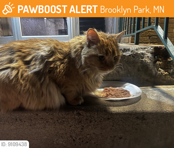 Found/Stray Unknown Cat last seen apmt, Brooklyn Park, MN 55429