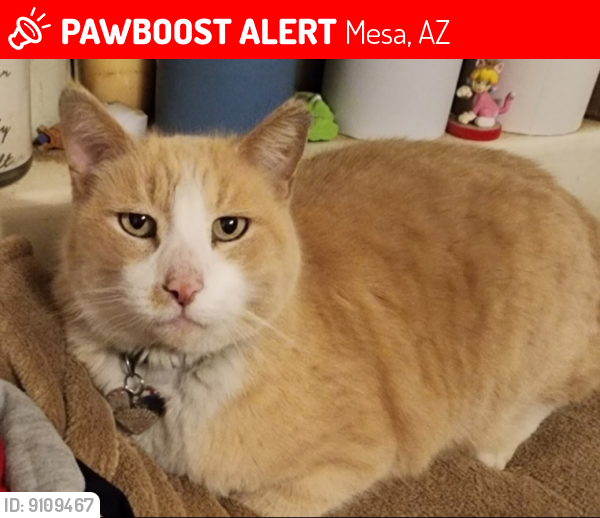 Lost Male Cat last seen Emerald Ave / El Moro Ave 85204, Mesa, AZ 85204
