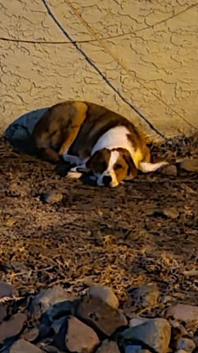 Found/Stray Unknown Dog last seen Very north side of the Sonoran flts apmts, right by 9th street in between two different complexes, Phoenix, AZ 85020