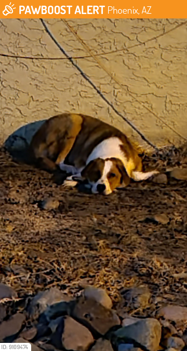 Rehomed Unknown Dog last seen Very north side of the Sonoran flts apmts, right by 9th street in between two different complexes, Phoenix, AZ 85020