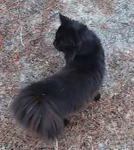 Found/Stray Male Cat last seen Hamlin & 221, Quitman, GA 31643