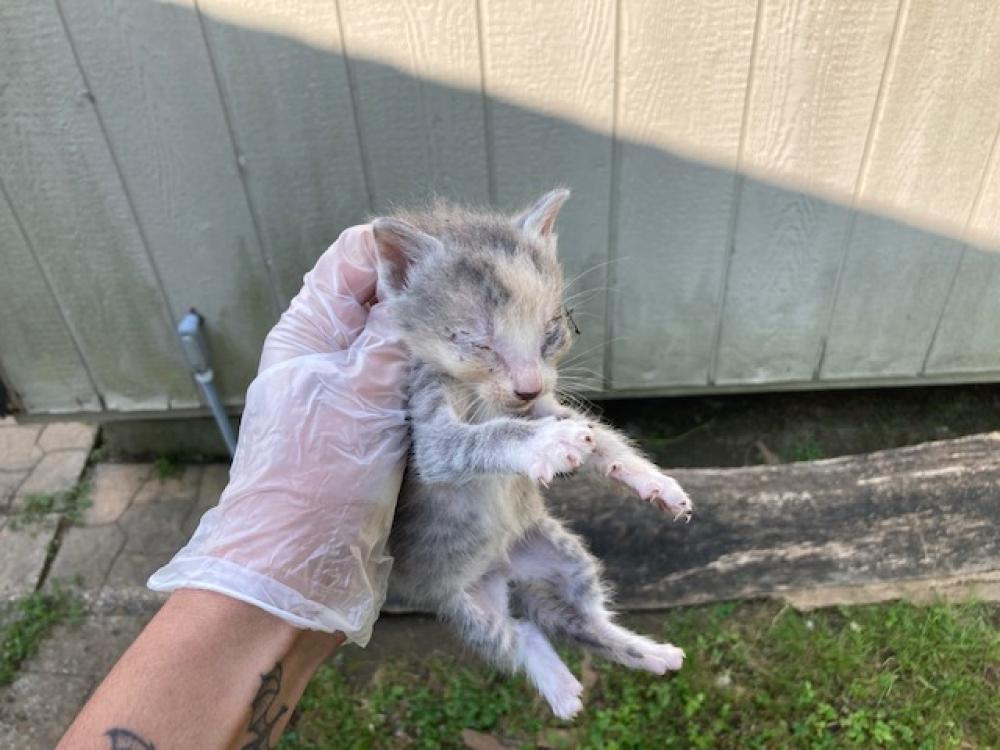 Shelter Stray Female Cat last seen Near BLOCK HIGHLAND ST - TRAP, Murfreesboro, TN 37129