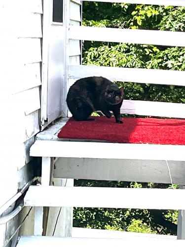 Found/Stray Unknown Cat last seen Gwynn Oak , Baltimore, MD 21207