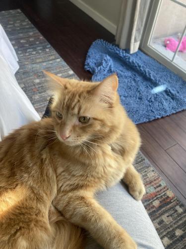 Lost Male Cat last seen Lomas and Tramway, Albuquerque, NM 87123