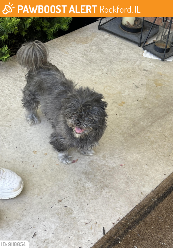 Found/Stray Unknown Dog last seen Innsbruck and thyme rd, Rockford, IL 61114