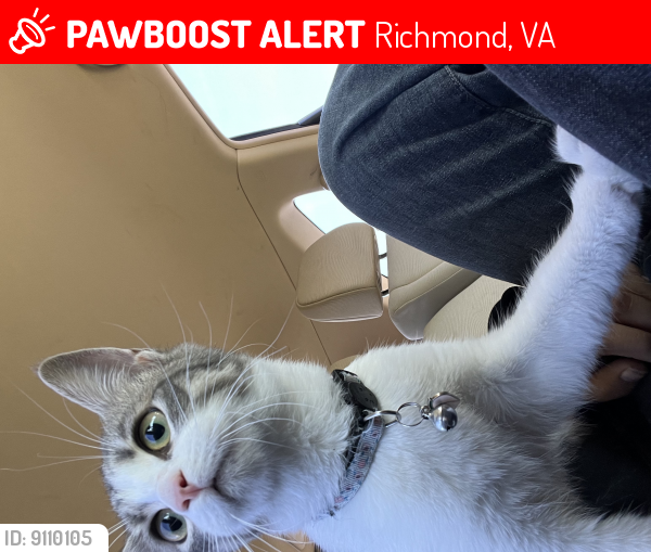 Lost Female Cat last seen Hood dr , Richmond, VA 23219