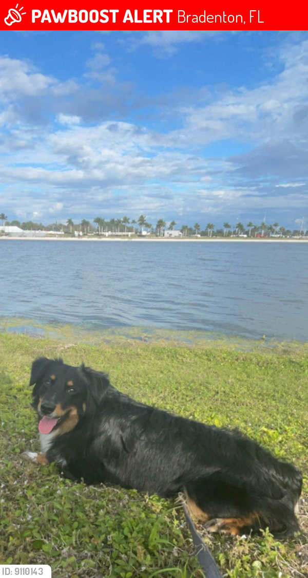 Bradenton, FL Lost Male Dog, Major Is Missing PawBoost