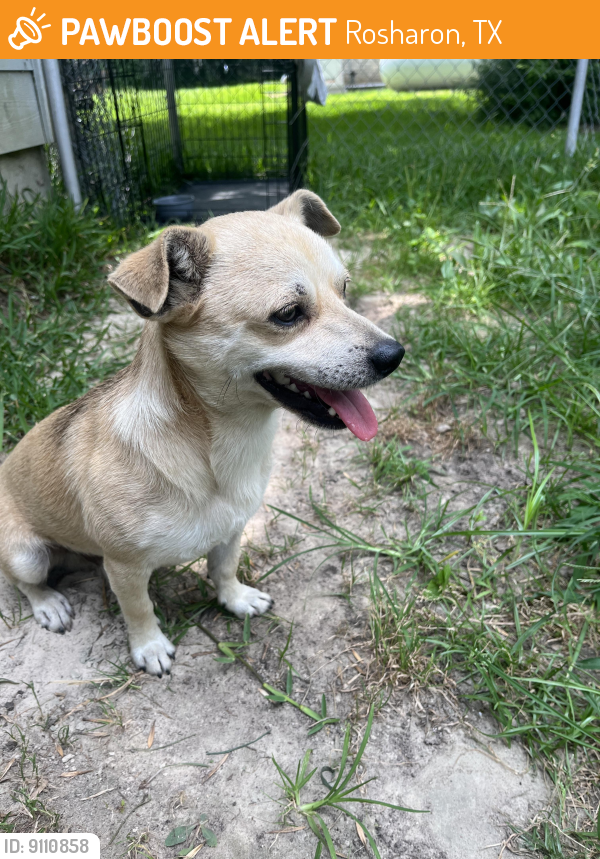 Found/Stray Male Dog last seen Central Ave. Rosharon Tx 77583, Rosharon, TX 77583