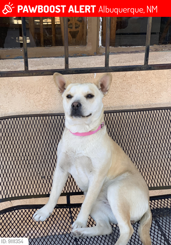 Lost Female Dog last seen 4th street and Candelaria, Albuquerque, NM 87107