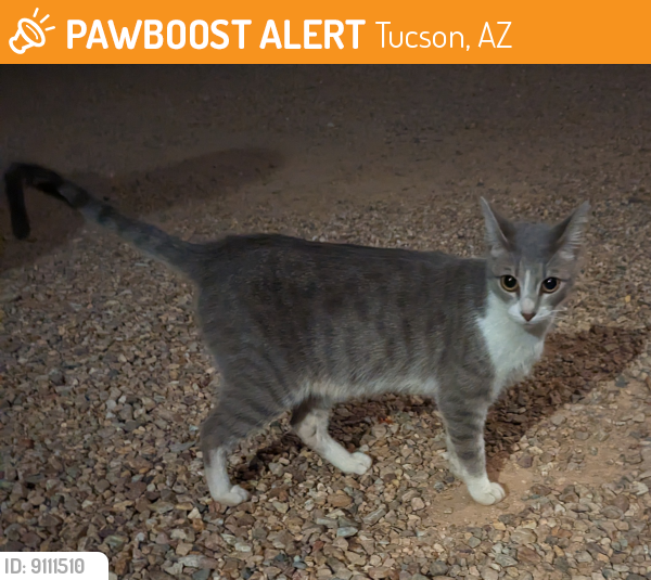 Found/Stray Female Cat last seen Moto Sonora Brewing Co. back parking lot, Tucson, AZ 85719