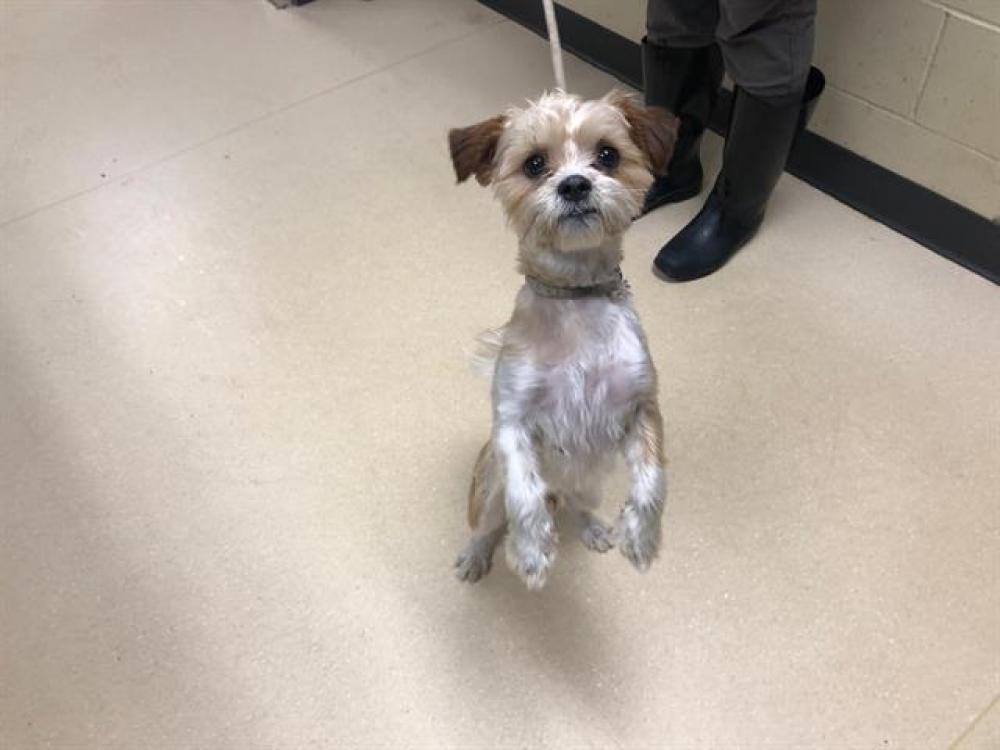 Shelter Stray Male Dog last seen Near BLOCK N 47TH ST, West Milwaukee, WI 53215