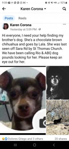 Lost Female Dog last seen Sara Rd and St Thomas Church , Rio Rancho, NM 87124