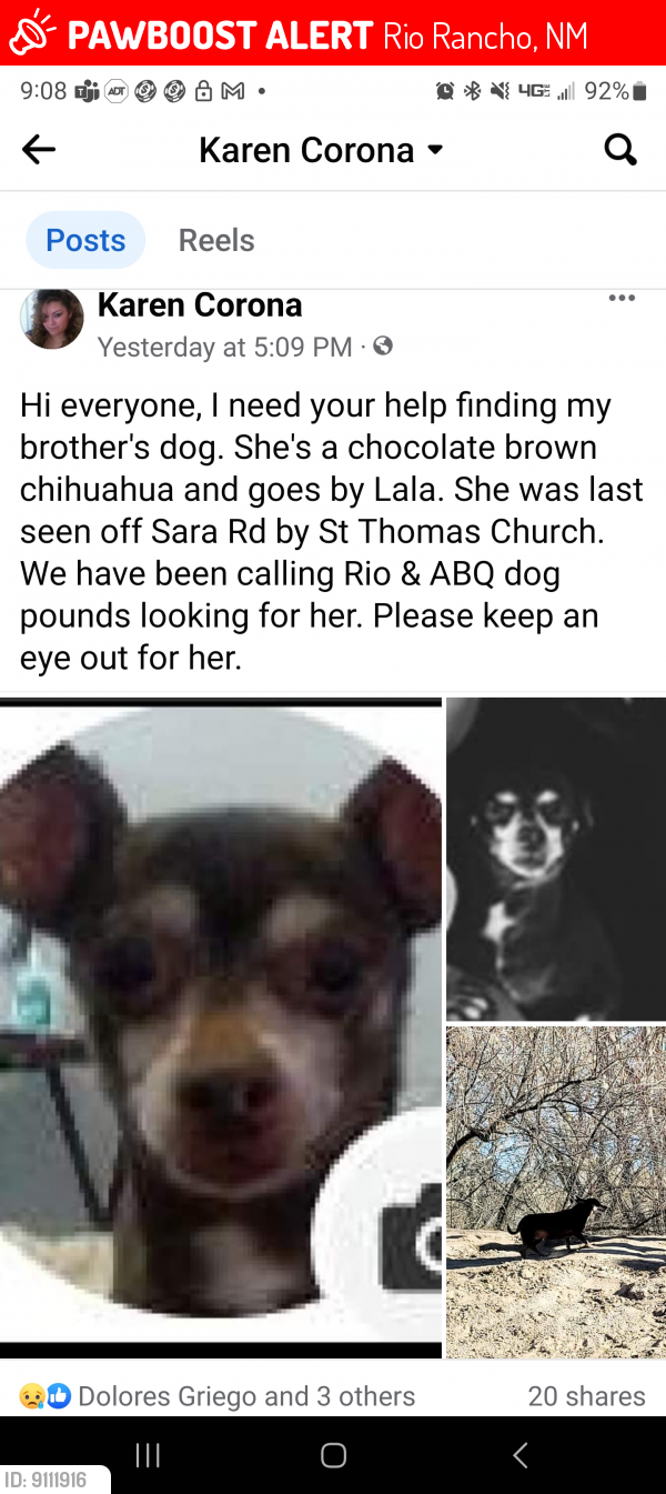 Lost Female Dog last seen Sara Rd and St Thomas Church , Rio Rancho, NM 87124